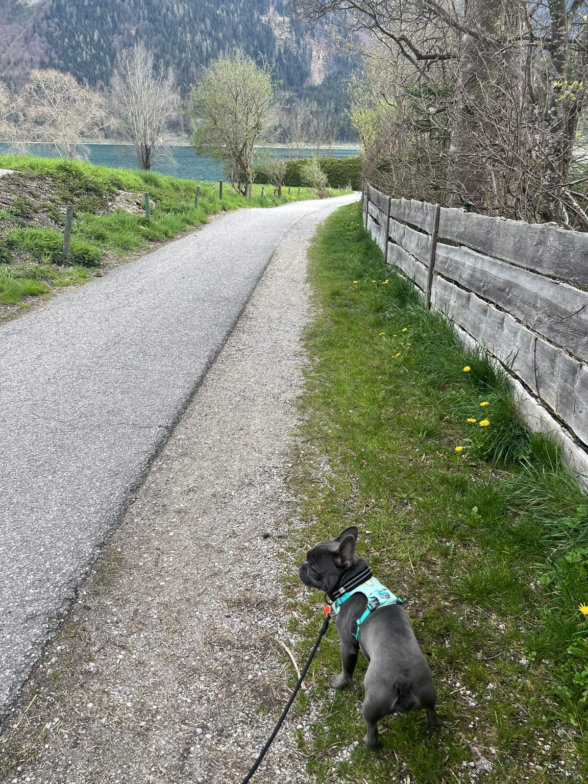 George walking by a lake wearing a turquoise harness