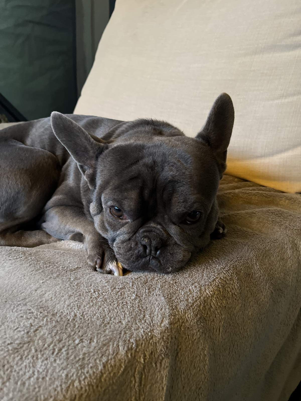 George on the couch with a dental chew