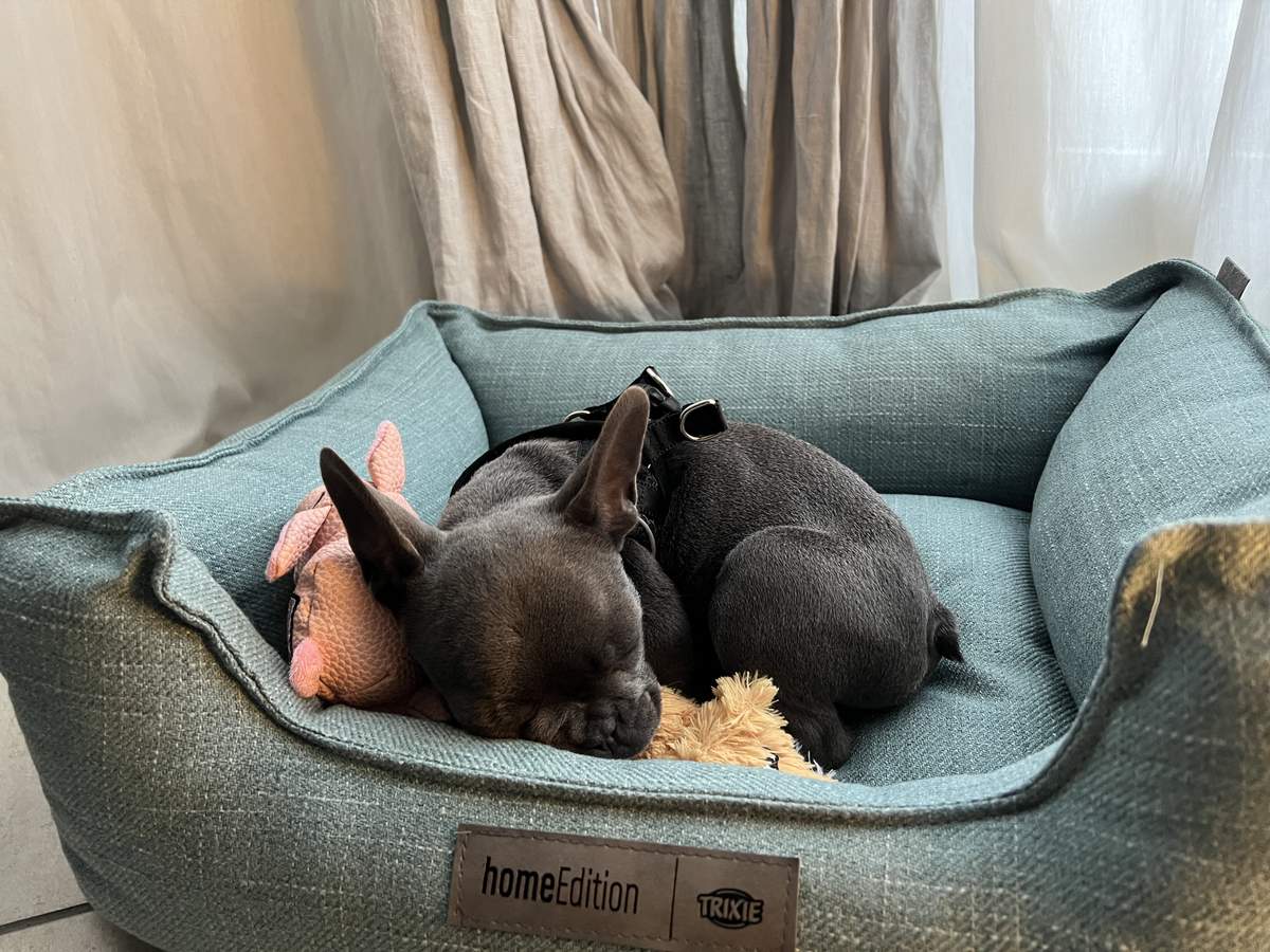 Puppy George sleeping in a Trixie pet bed with a pink pig toy