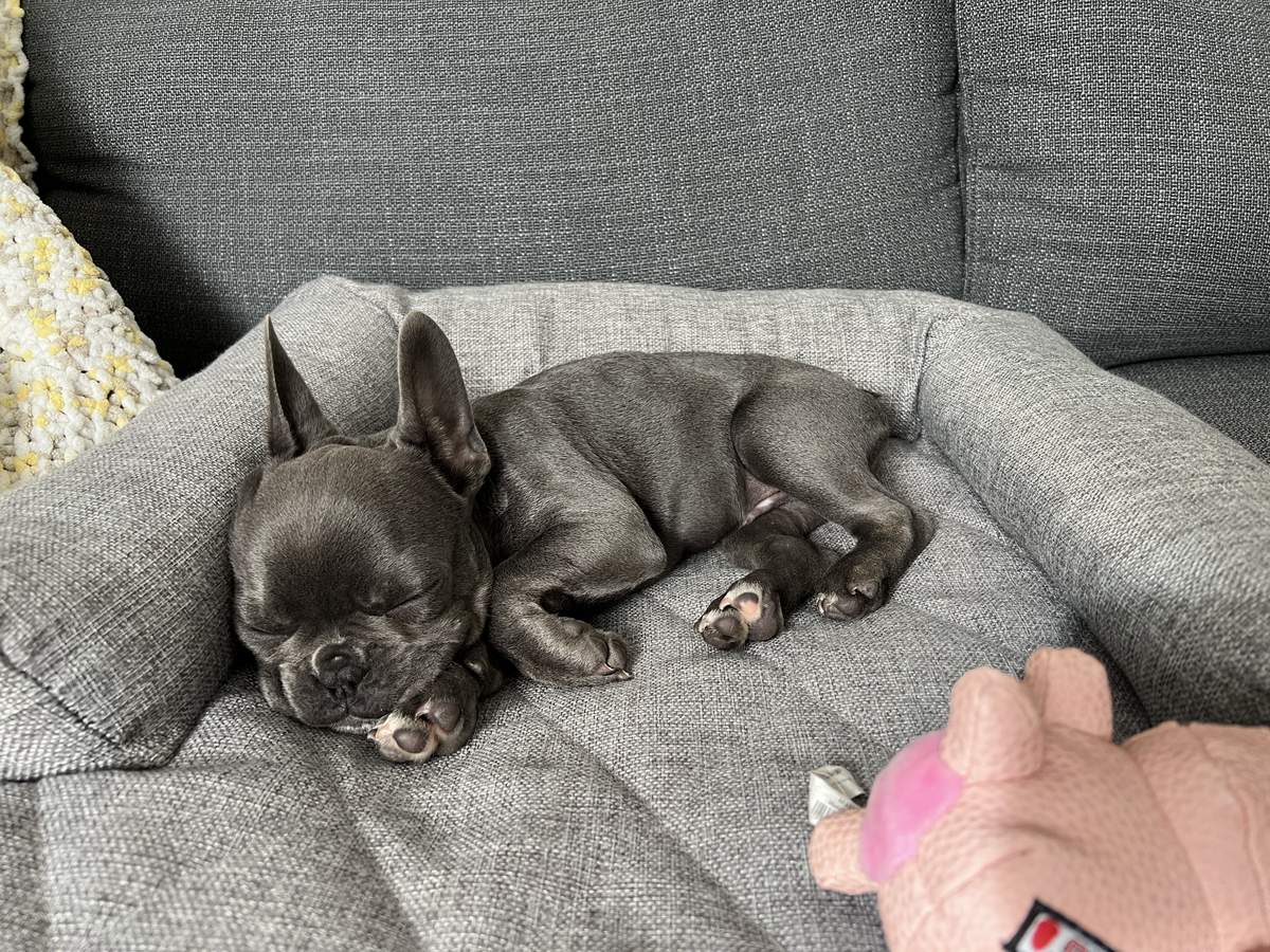 Puppy George sleeping on a grey bolster bed