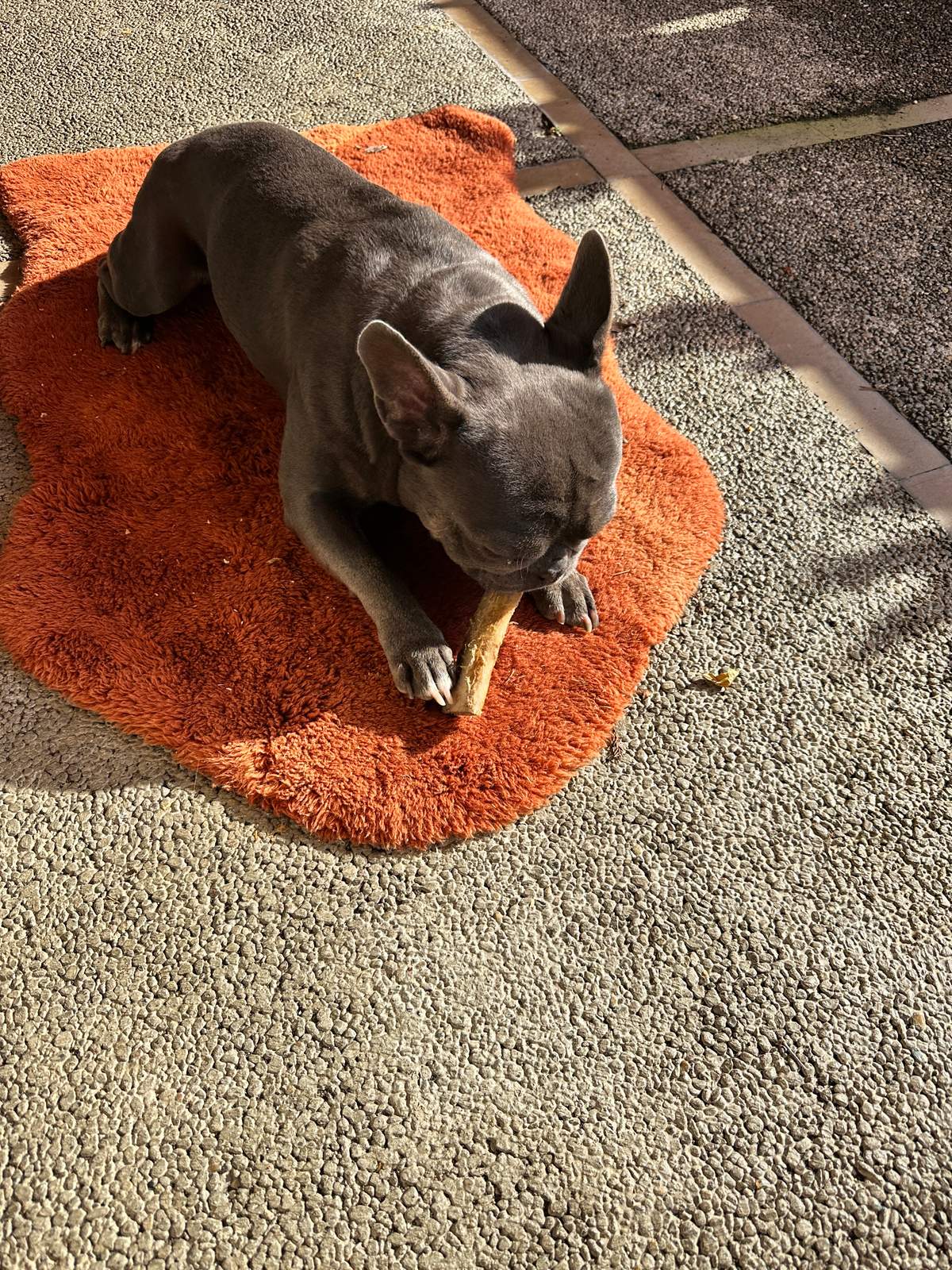 George on an orange mat with a natural chew