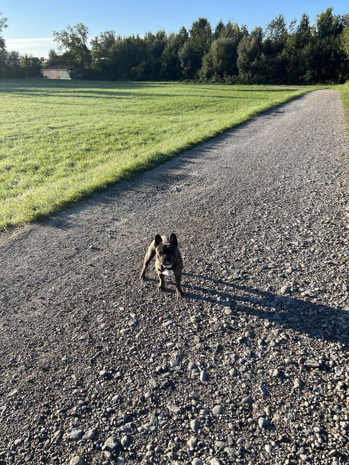 George trotting on a gravel path in the evening sun