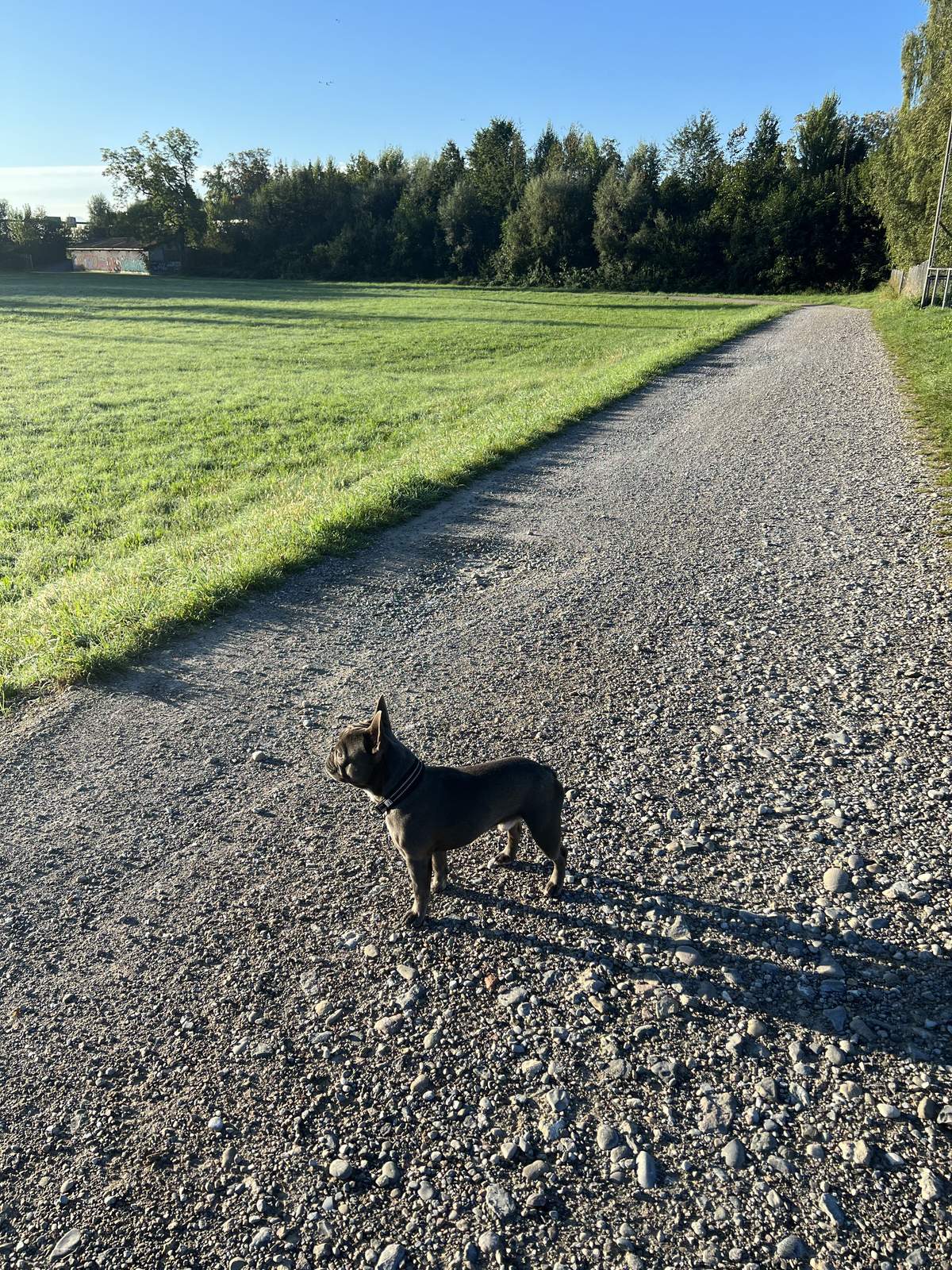 George walking in the evening