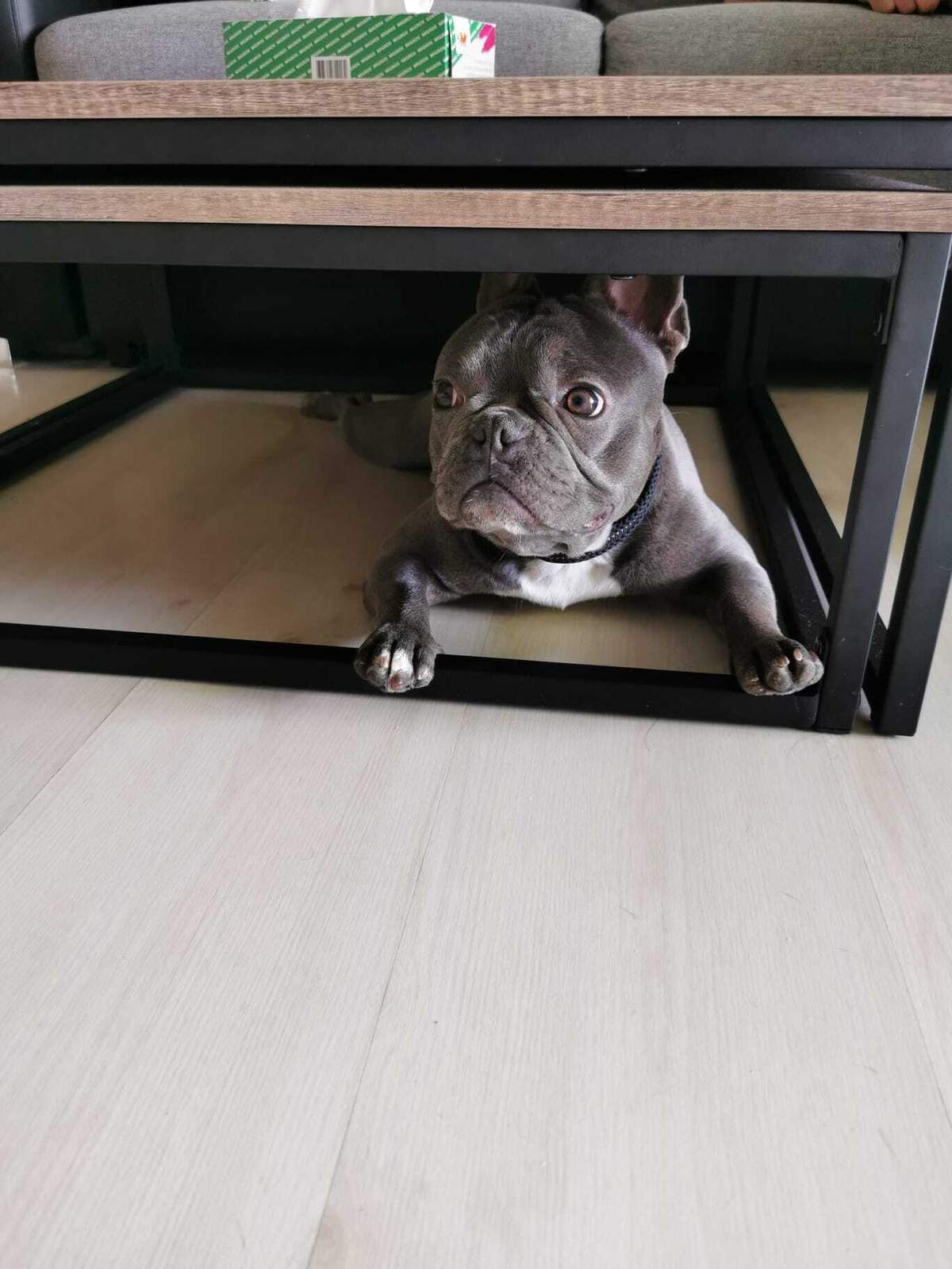 George portrait on the couch